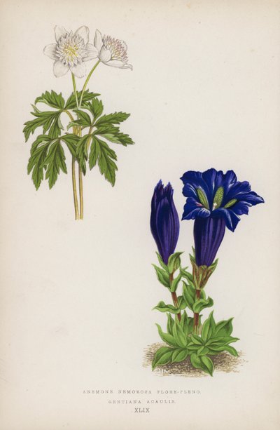 Anemone Nemorosa Flore-pleno; Gentiana Acaulis (cor litho) de English School