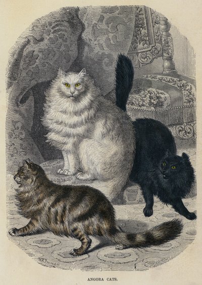 Angora Cats (gravura colorida) de English School