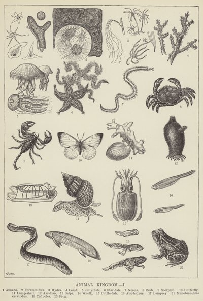 Reino animal (gravura) de English School
