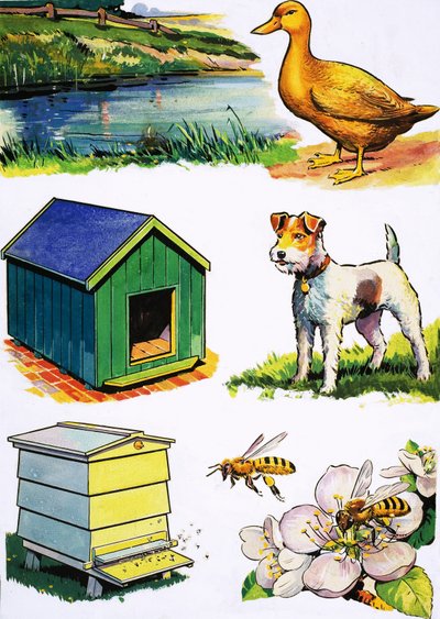 Animais e seus lares de English School