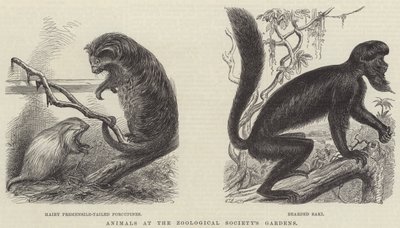 Animais nos Jardins da Sociedade Zoológica (gravura) de English School