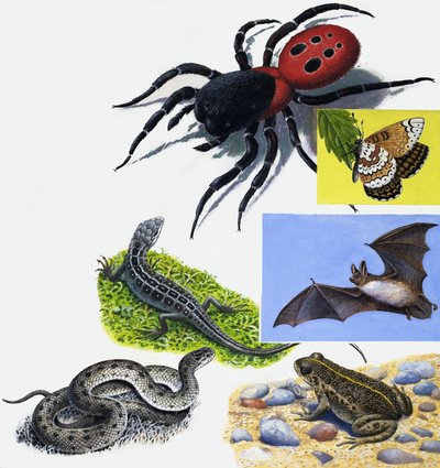 Montagem de animais de English School