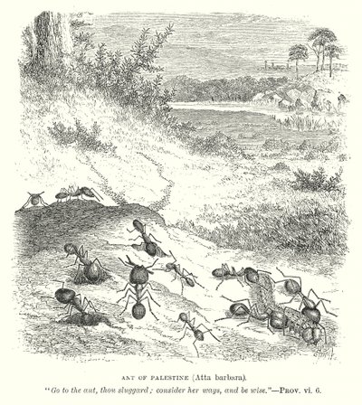 Formiga da Palestina (Atta Barbara) (gravura) de English School