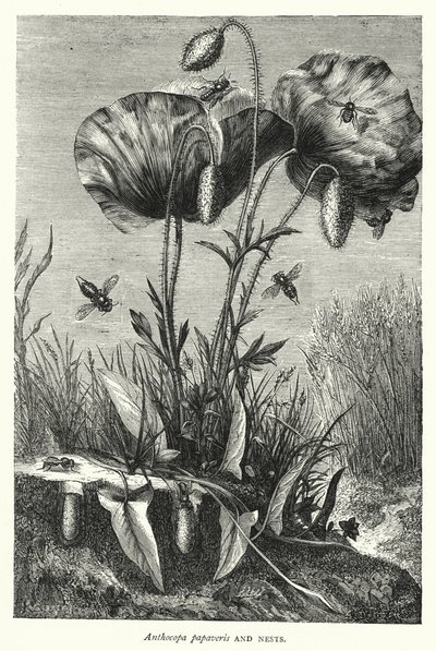 Anthocopa papaveris e Ninhos (gravura) de English School