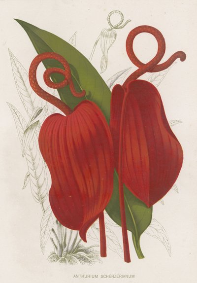 scherzerianum antúrio de English School