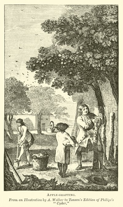 Enxerto de maçã de English School