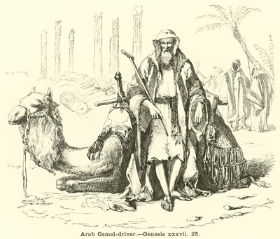 Piloto de Camelo Árabe, Gênesis, xxxvii, 25 de English School