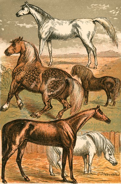 Cavalo árabe, cavalo de carro, cavalo de corrida, pônei de Shetland e pônei de English School
