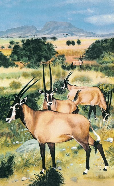 Oryx arábico de English School
