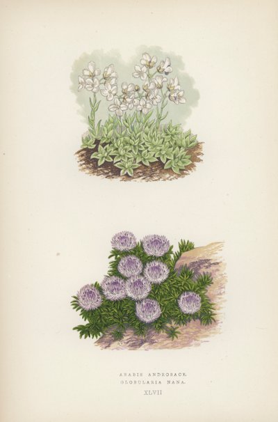 Arabis Androsace; Globularia Nana (cor litho) de English School