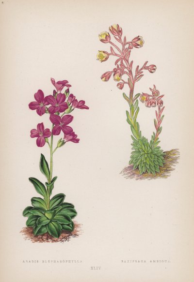 Arabis Blepharophylla; Saxifraga Ambigua (cor litho) de English School