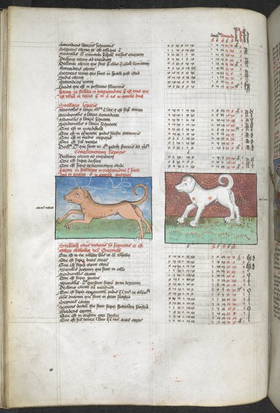Arundel MS 66 f.44v Canis maior e Canis minor representados como cães 