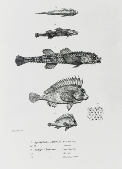 Aspidophorus Chiloensis e Agriopus Hispidus, prato 7 de "A Zoologia da Viagem do HMS Beagle, 1832-36" por Charles Darwin de English School