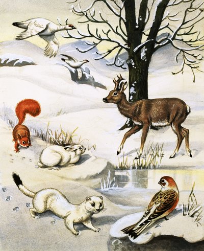 Assorted animais no inverno de English School
