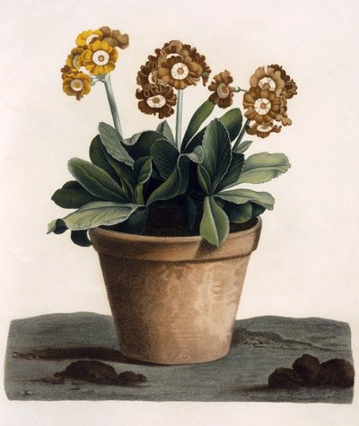 Auricula in a Pot, c.1840s (gravação a cores à mão) de English School