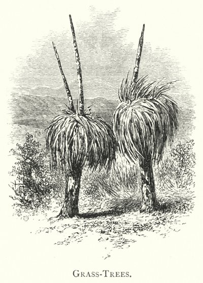 Austrália: Grass-Trees (gravura) de English School