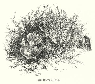Austrália: The Bower-Bird (gravura) de English School