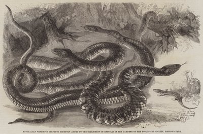 Serpentes Venenosas Australianas recentemente adicionadas à Coleção de Répteis nos Jardins da Sociedade Zoológica, Regent&39;s Park de English School