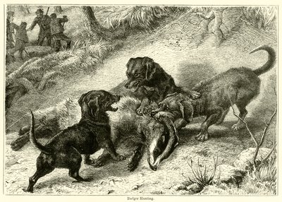 Badger Hunting (gravação) de English School