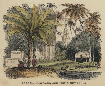 Banana, Plátano e Cocoa-Nut Trees (gravura colorida) de English School
