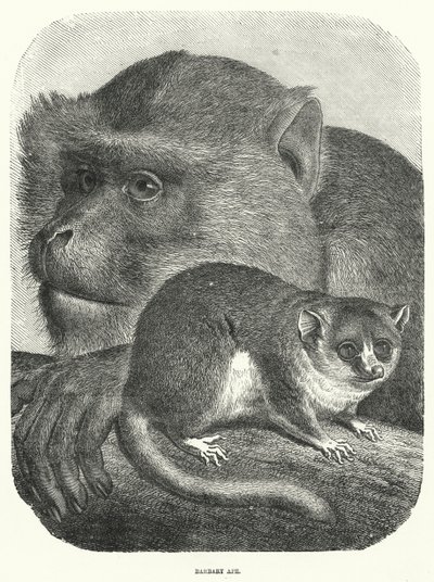 Barbary Ape (gravura) de English School