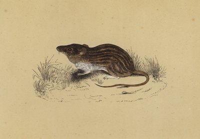 Rato Barbary Mouse (cor litho) de English School