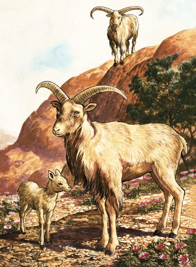 Ovelhas barbary de English School