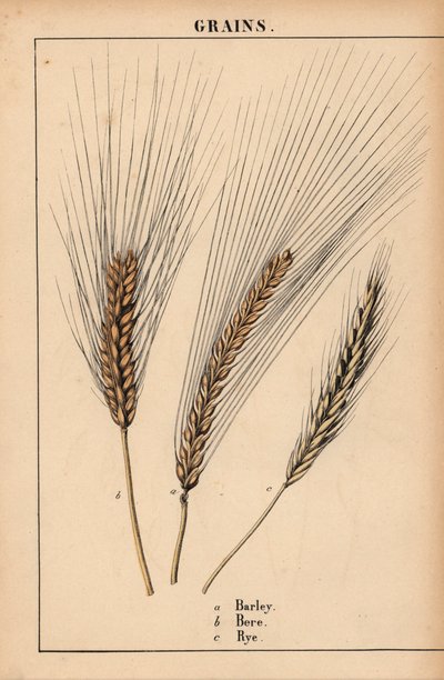 Cevada, luto e centeio, de "The Instructive Picturebook, or Lessons from the Vegetable World," [Charlotte Mary Yonge], Edimburgo de English School