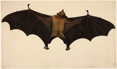 Morcego, da Coleção Francis Buchanan, c.1804 (aquarela e guache sobre papel) de English School