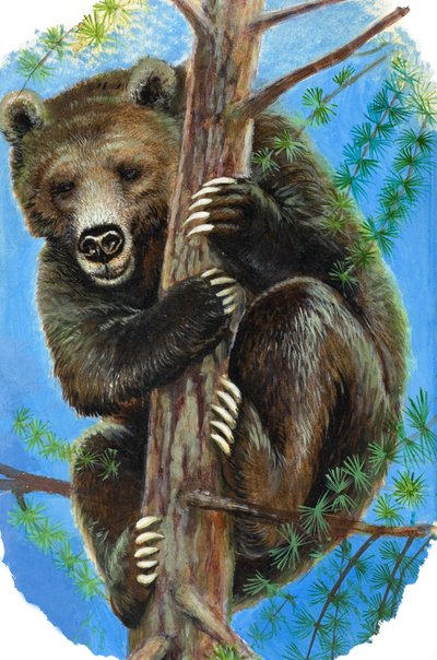 Urso numa árvore (guache sobre papel) de English School