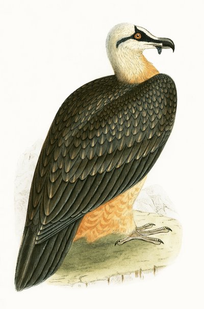 Urubu-barbudo, ilustração de "Uma História das Aves da Europa Não Observadas nas Ilhas Britânicas", de Charles Robert Bree (1811-1886), publicado em 1867 de English School