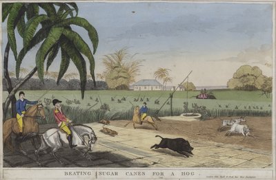 Bater bengalas de açúcar para um porco (gravação colorida) de English School