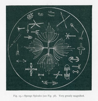 Belezas da natureza: Espículas de esponja (litografia) de English School