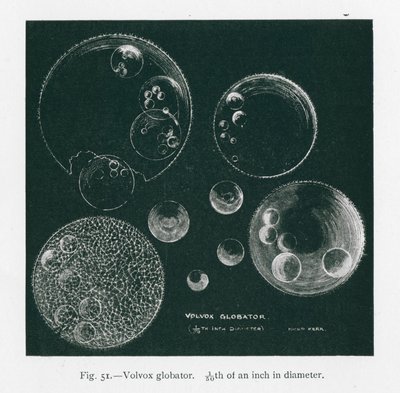 Belezas da natureza: Volvox Globator (litografia) de English School