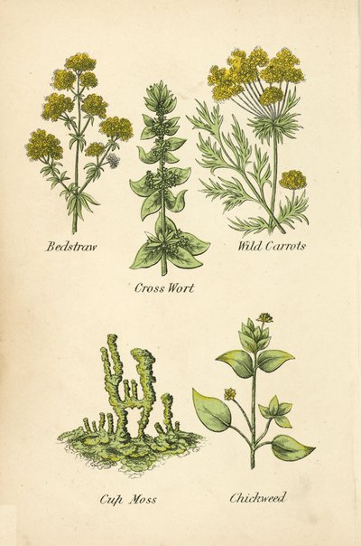Palha de cama, Mosto Cross Wort, Cenoura brava, Musgo da copa, Chickweed (cor litho) de English School
