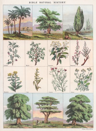 História Natural da Bíblia de English School