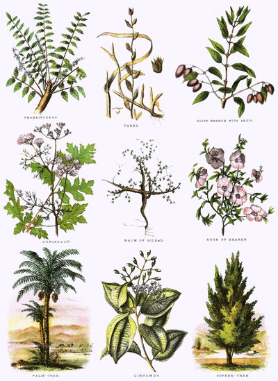 História natural bíblica de English School