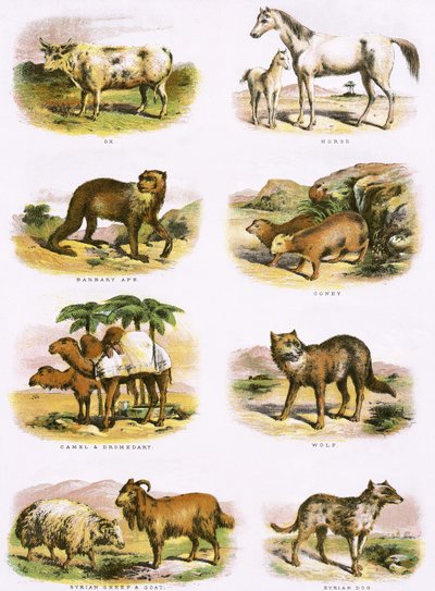 História natural bíblica de English School