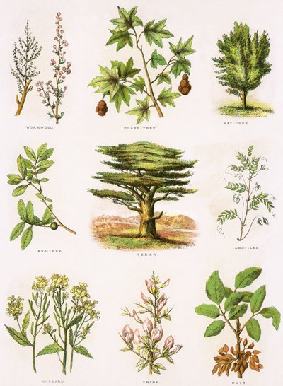 História natural bíblica de English School