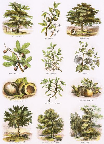 História natural bíblica de English School