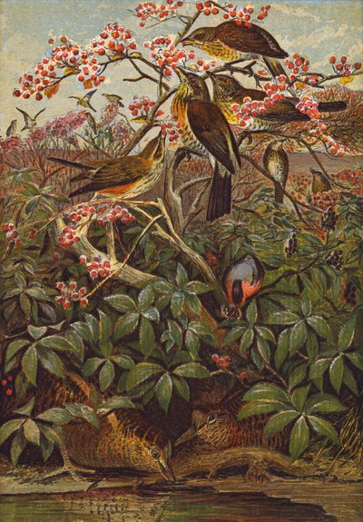 Aves (litografia a cores) de English School