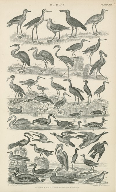 Aves (gravura) de English School
