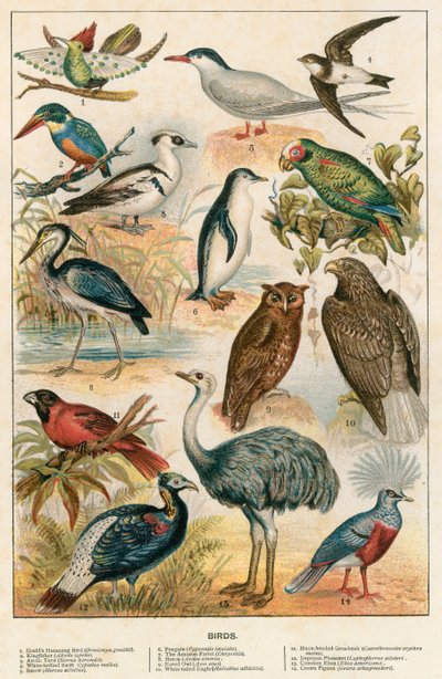 Aves de English School