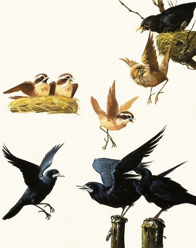 Montagem de pássaros de English School