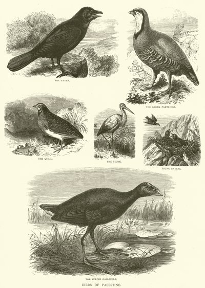 Aves da Palestina (gravura) de English School
