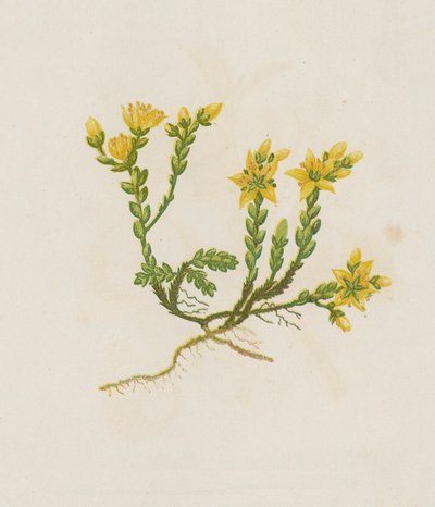 Sedum Acre (litografia a cores) de English School