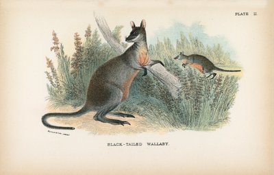 Wallaby de cauda negra de English School