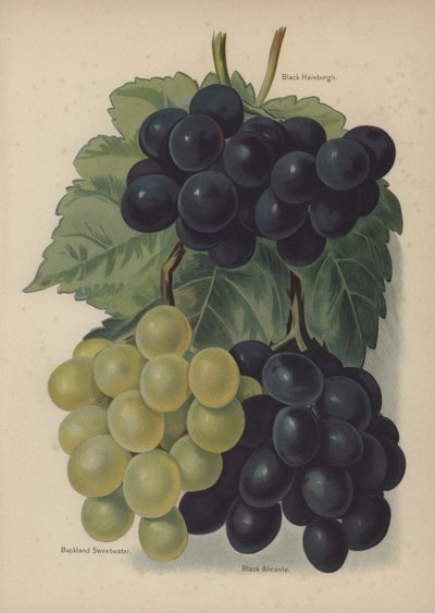 Hamburgh Preto, Buckland Sweetwater, Preto Alicante de English School