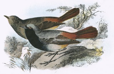 Redstart preto de English School