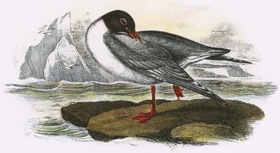 Gaivota de cabeça preta de English School